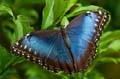 052 Himmelsfalter - Morpho peleides